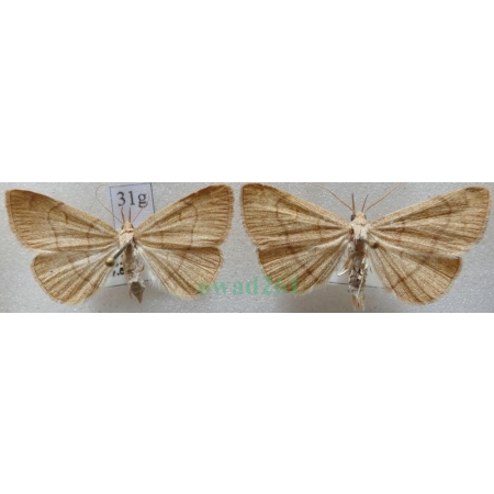 Paracolax tristalis (Fabricius, 1794) pair Szczękalica brodźczyca Slovakia31g